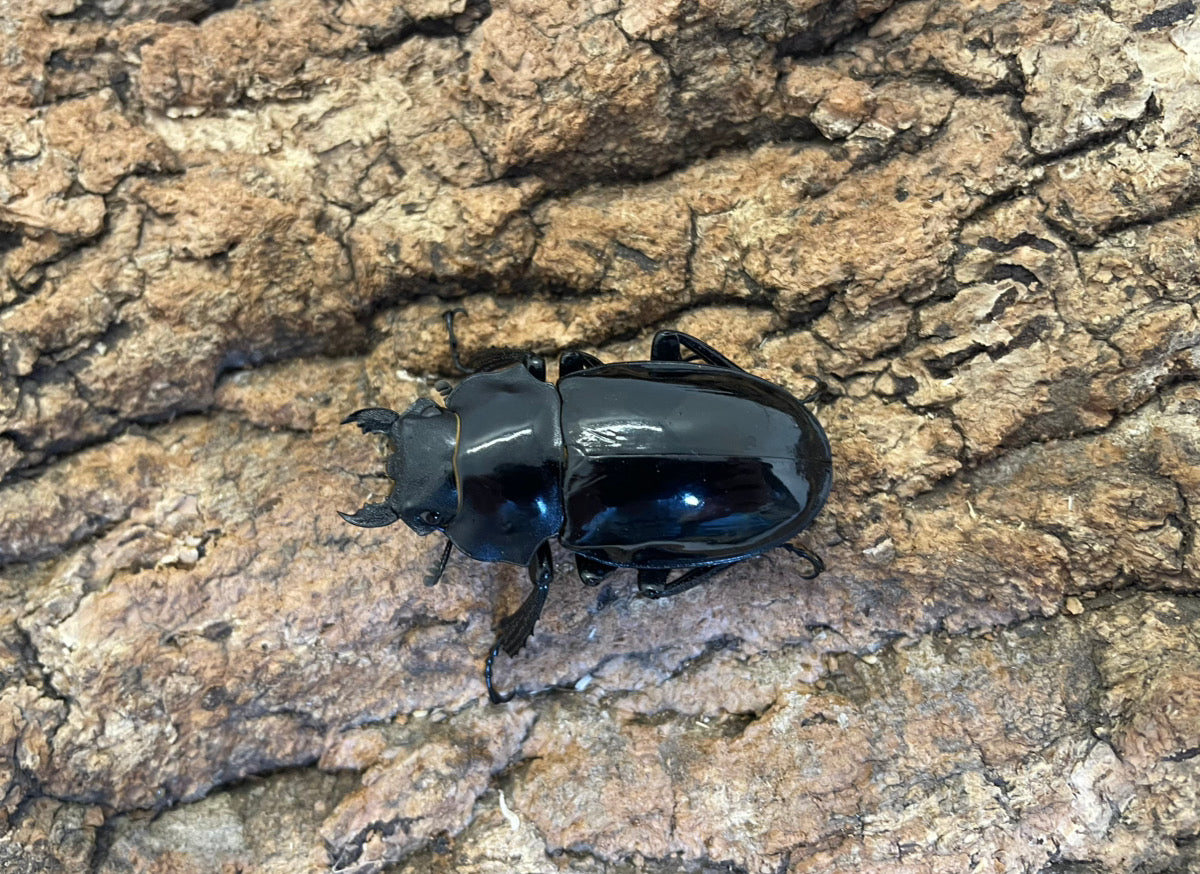 インターメディアツヤクワガタ