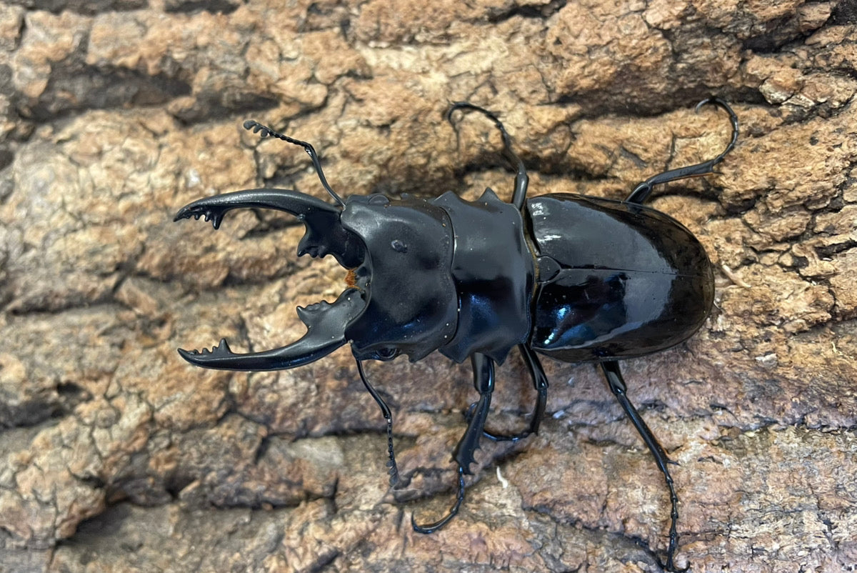 インターメディアツヤクワガタ