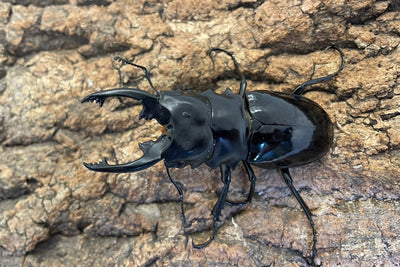 インターメディアツヤクワガタ