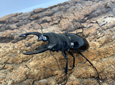 インターメディアツヤクワガタ