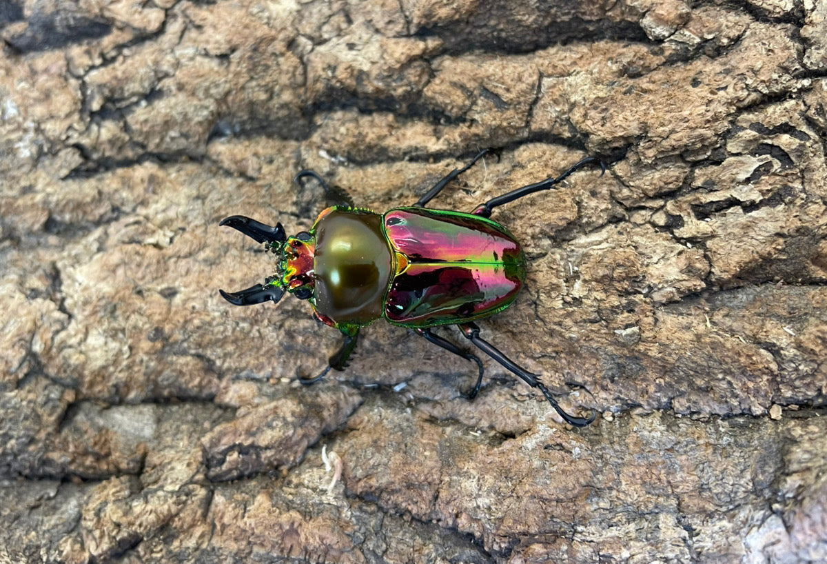 ニジイロクワガタ（P-RED）