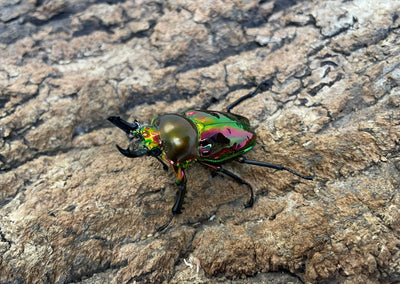 ニジイロクワガタ（P-RED）