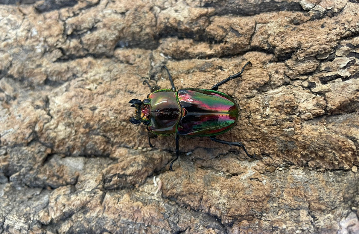 ニジイロクワガタ（P-RED）