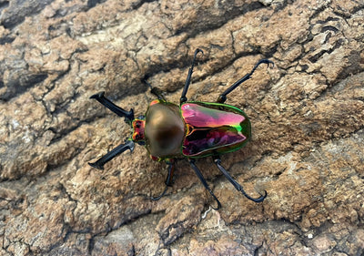 ニジイロクワガタ（RED）