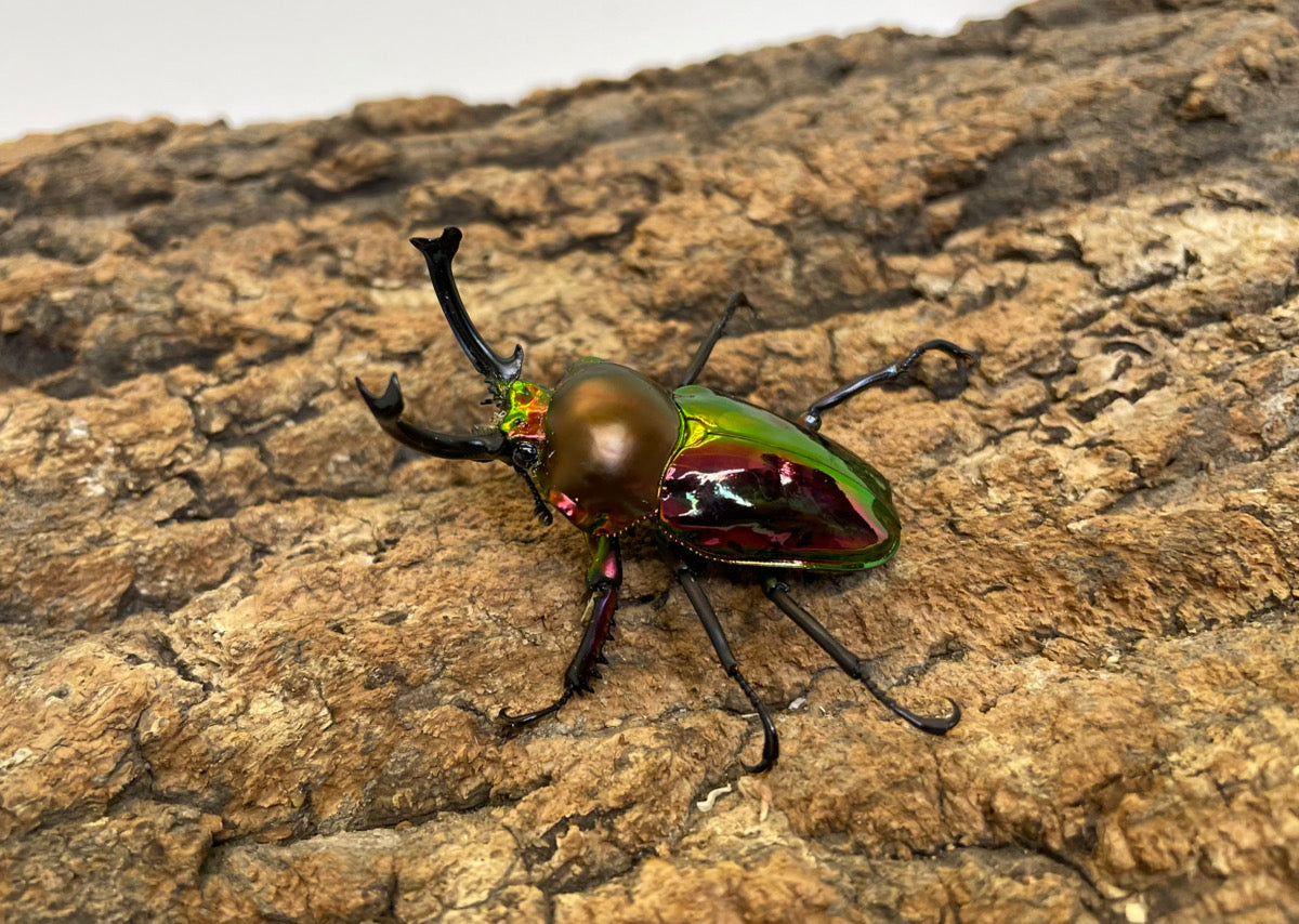 ニジイロクワガタ（RED）