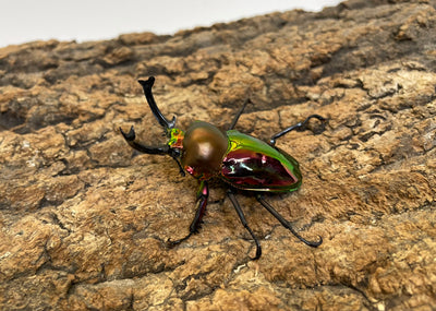 ニジイロクワガタ（RED）