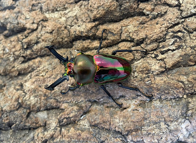 ニジイロクワガタ（RED）