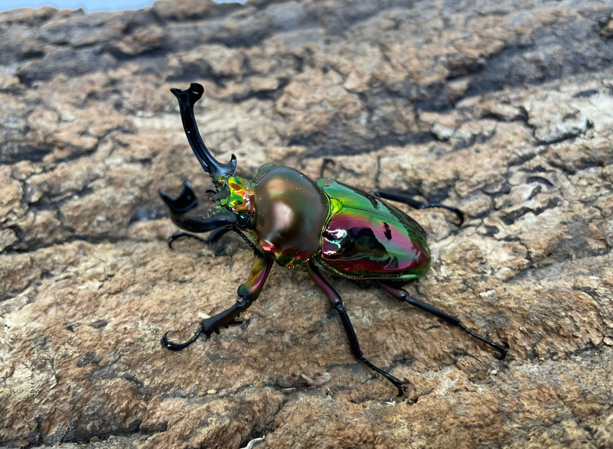 ニジイロクワガタ（RED）