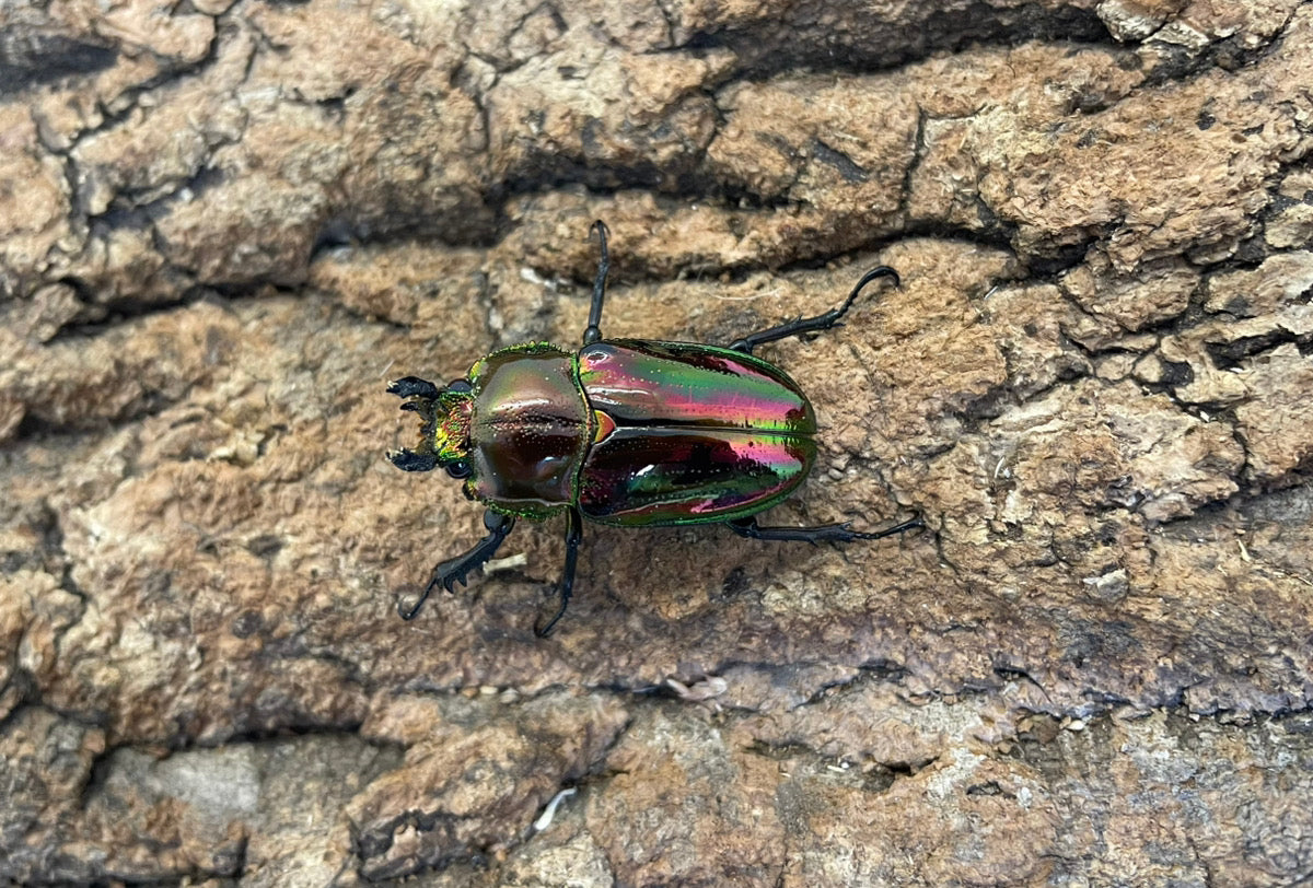 ニジイロクワガタ（RED）