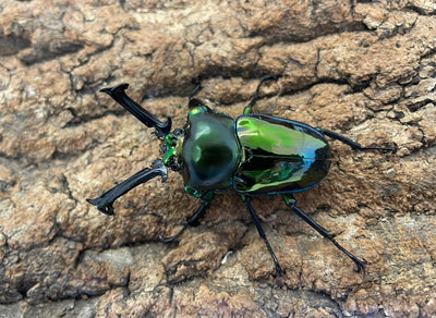 ニジイロクワガタ（グリーン）