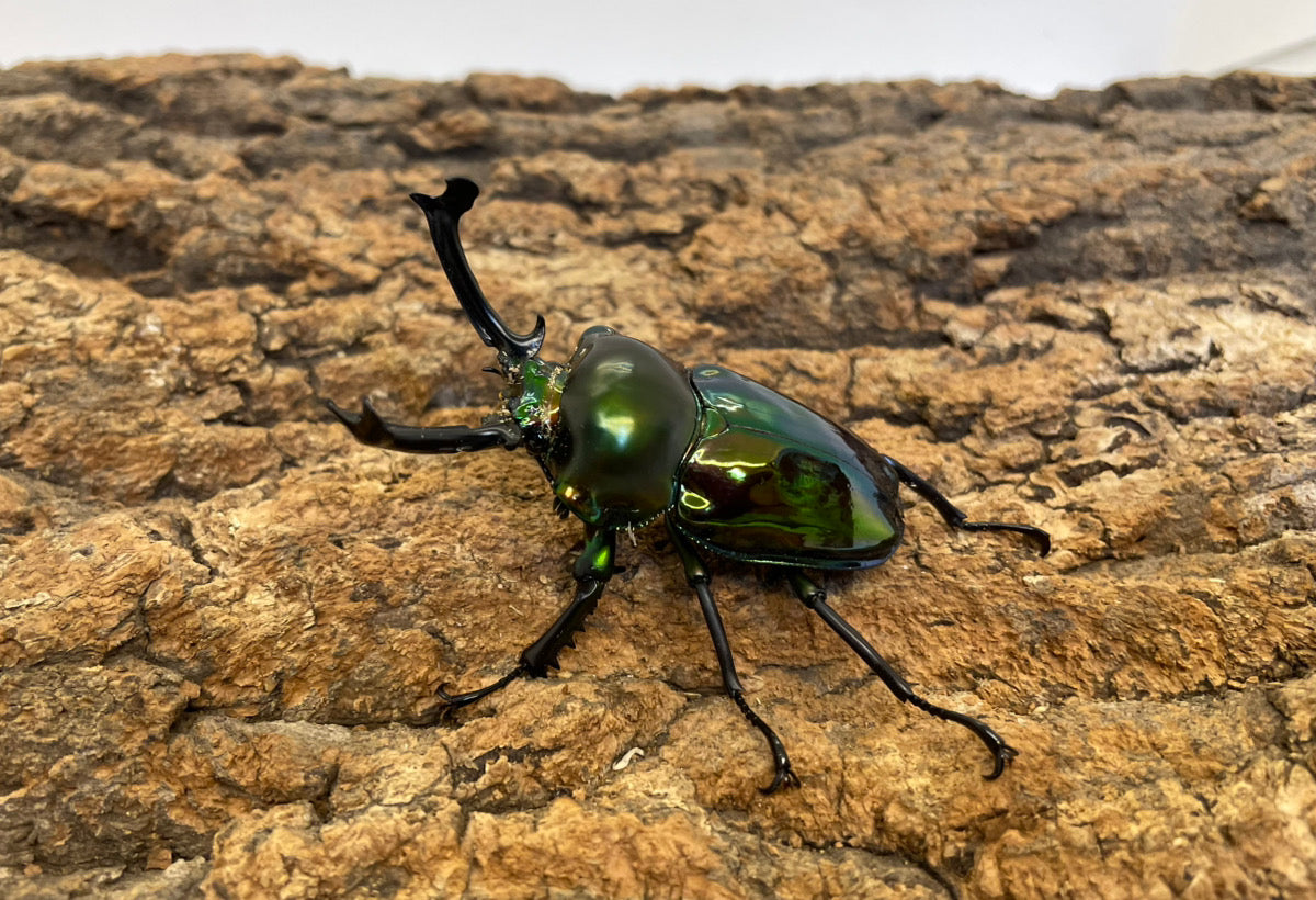 ニジイロクワガタ（グリーン）