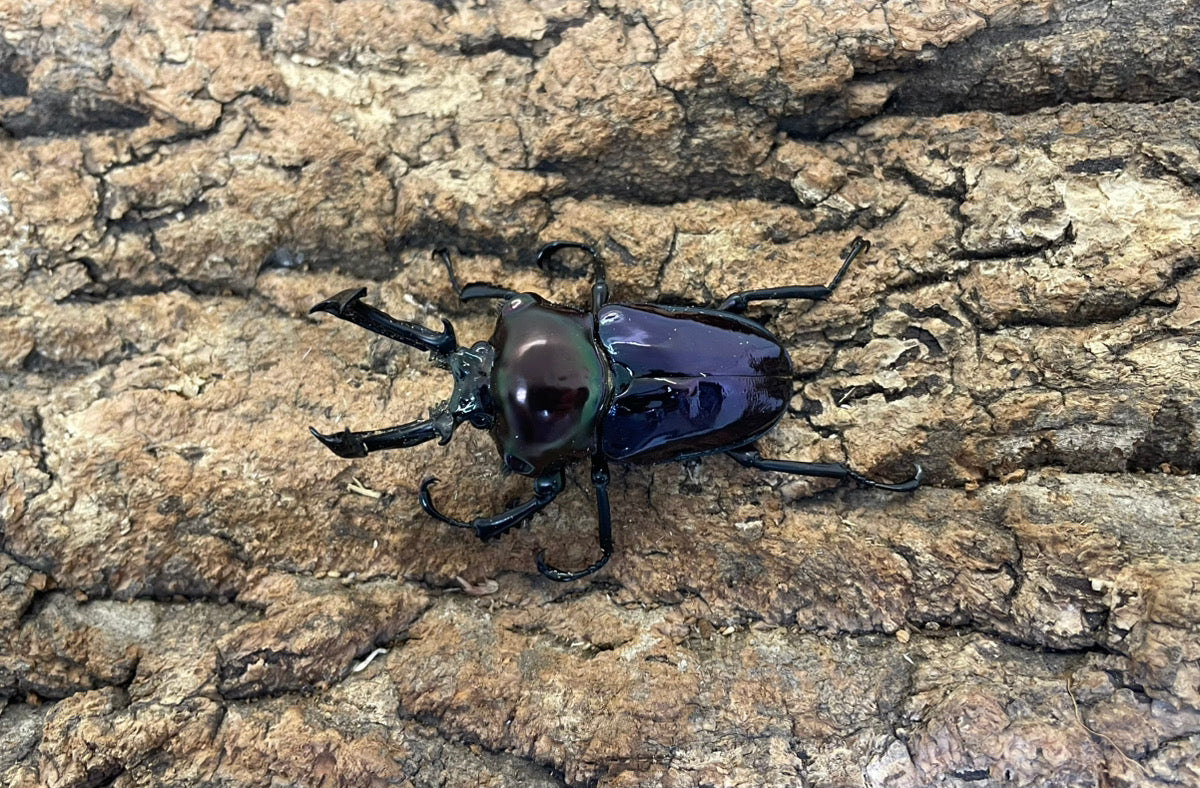 ニジイロクワガタ