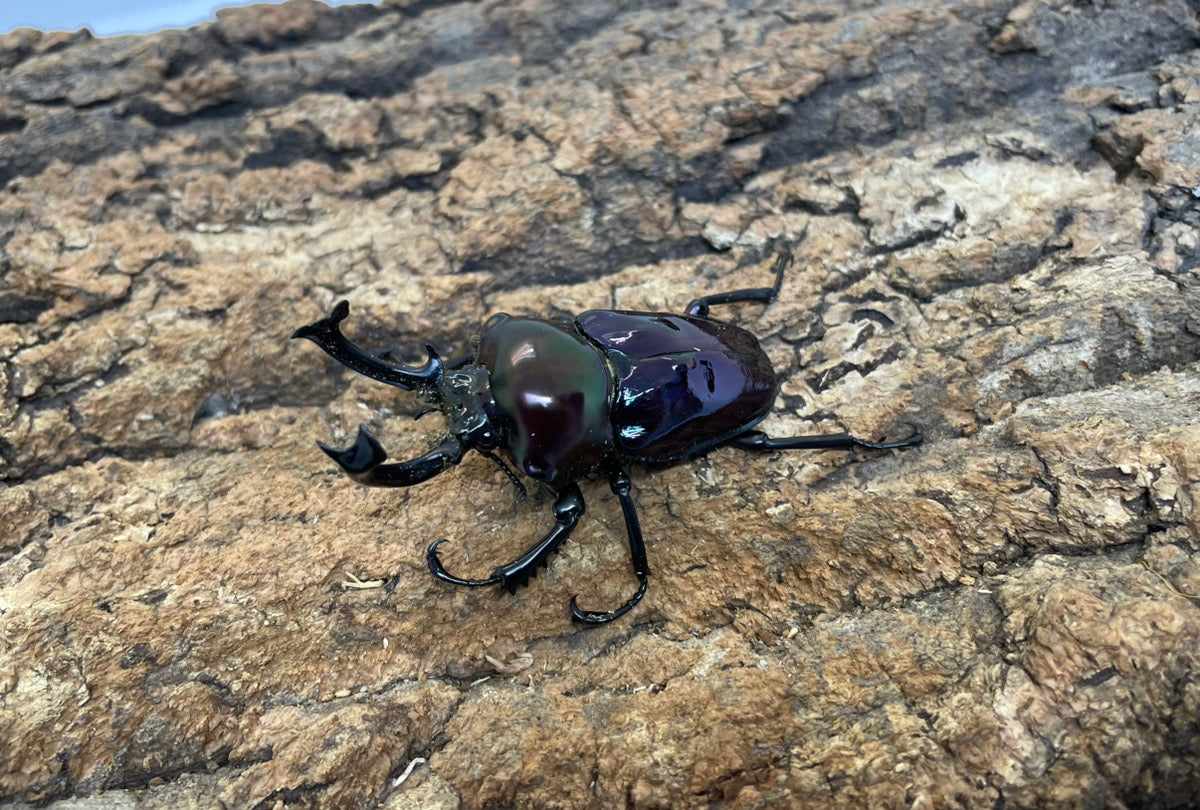 ニジイロクワガタ