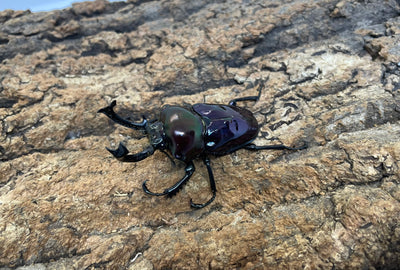 ニジイロクワガタ