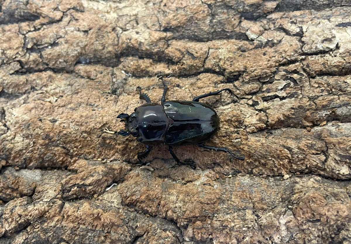 ニジイロクワガタ