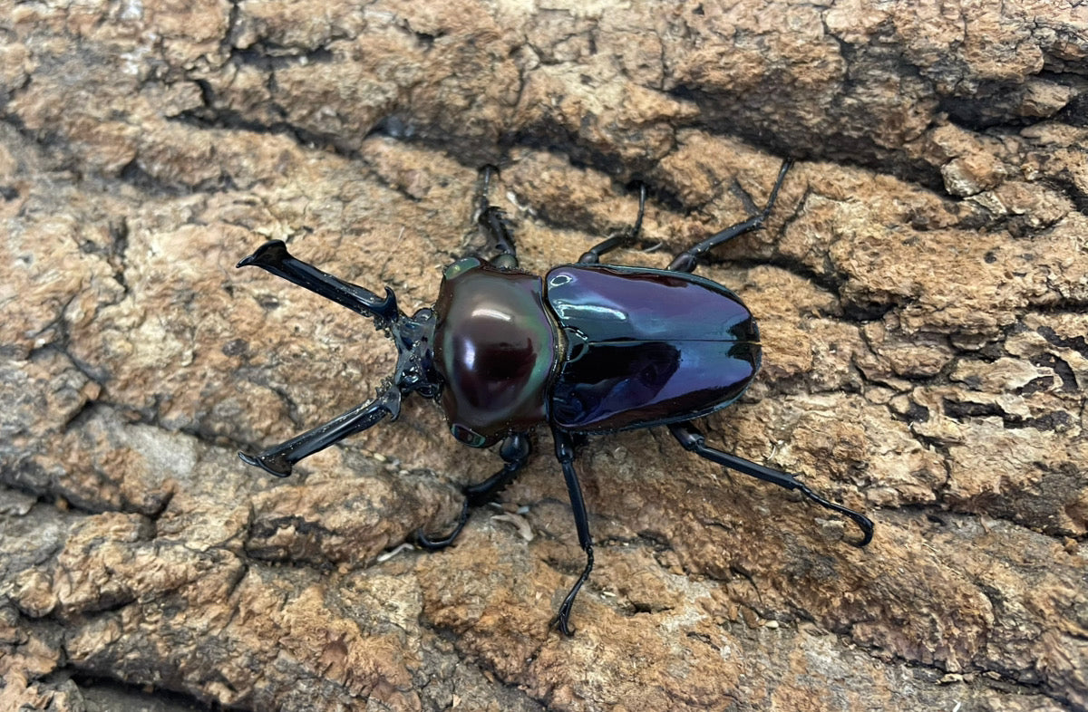 ニジイロクワガタ