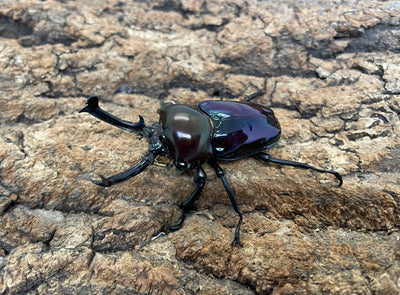 ニジイロクワガタ