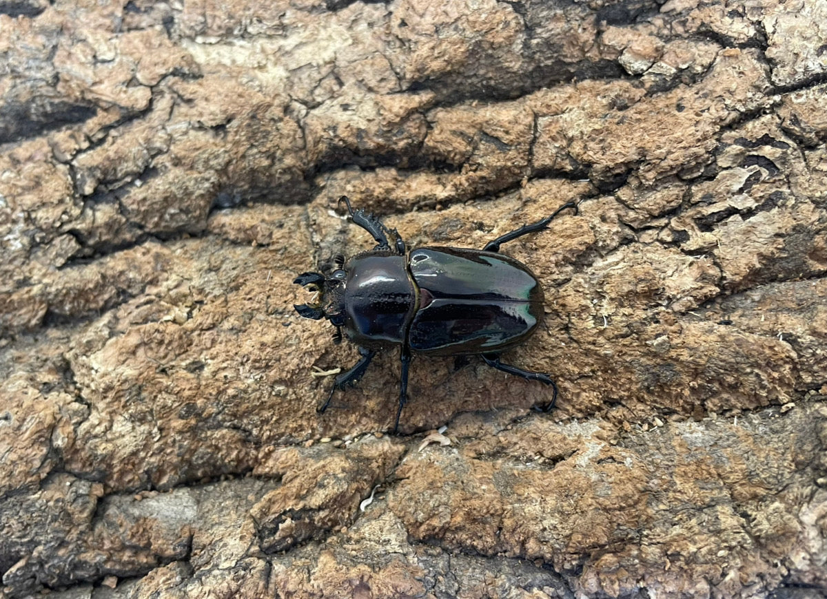 ニジイロクワガタ