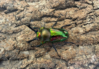 ニジイロクワガタ