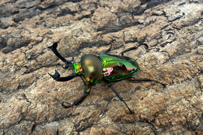 ニジイロクワガタ