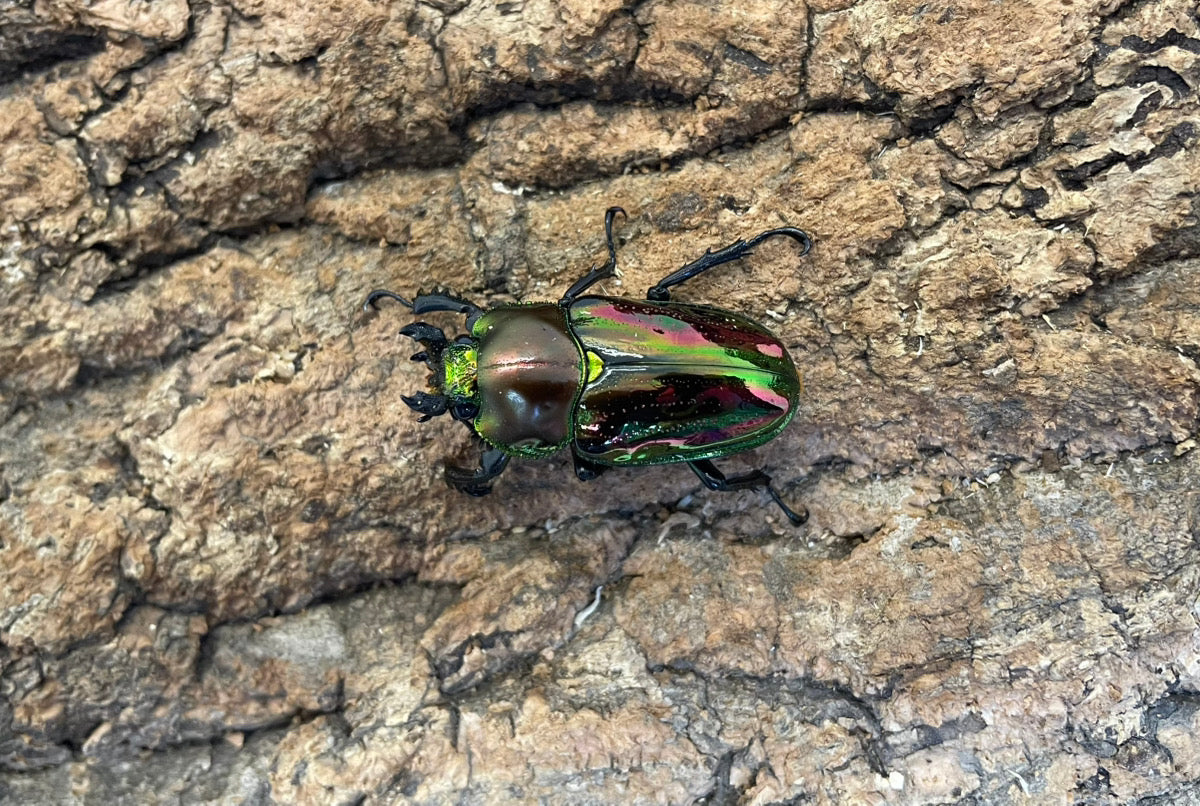 ニジイロクワガタ