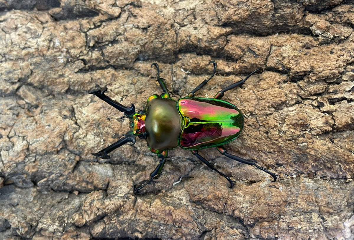 ニジイロクワガタ