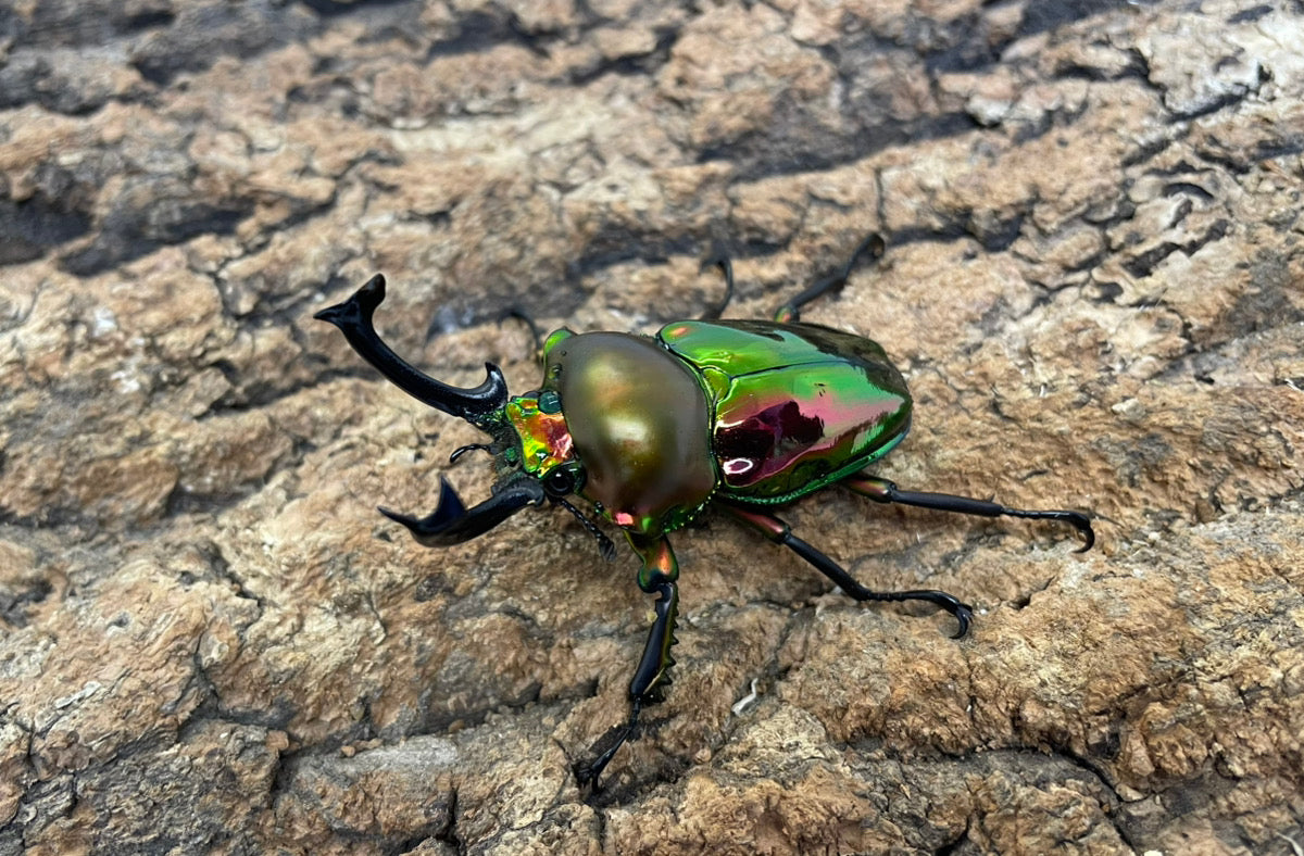 ニジイロクワガタ