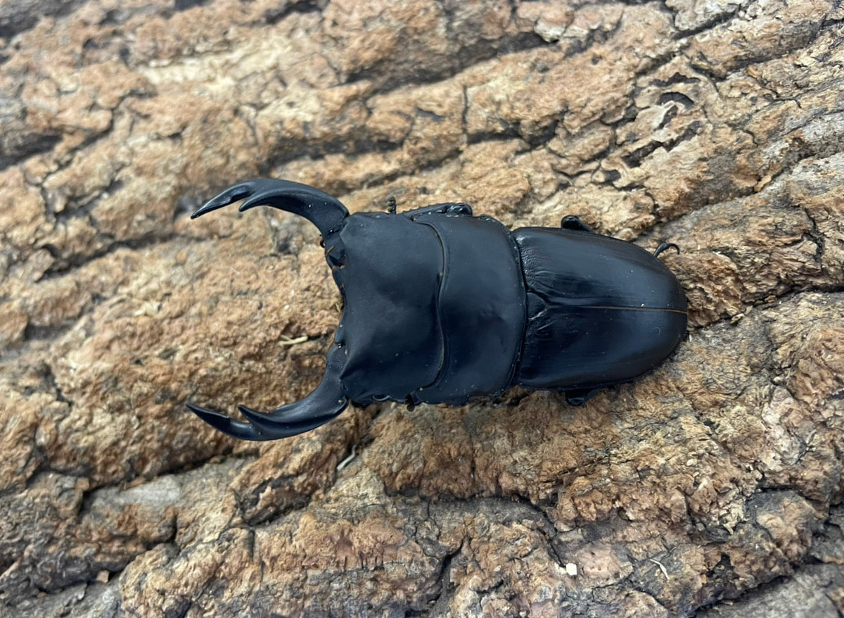 オオクワガタ（YG）