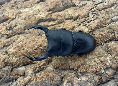 オオクワガタ（YG）