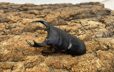 オオクワガタ（YG）