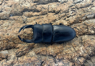 オオクワガタ（YG)