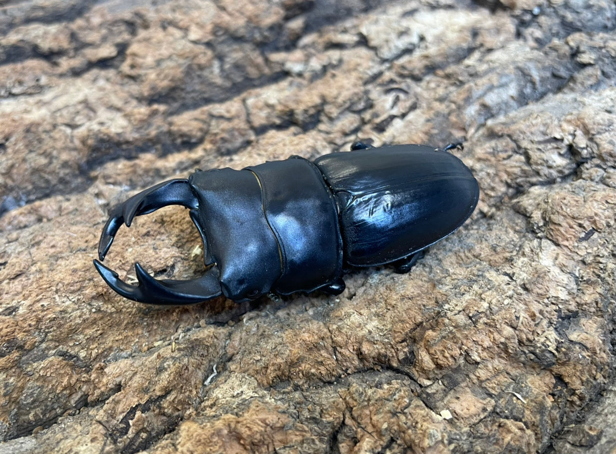 オオクワガタ（YG)