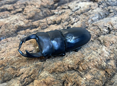 オオクワガタ（YG)