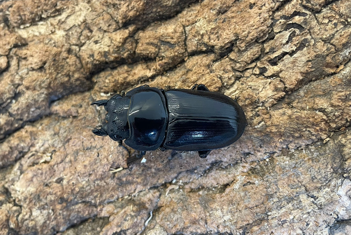 オオクワガタ（YG)