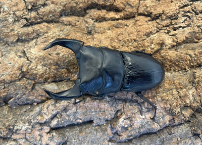 ホペイオオクワガタ