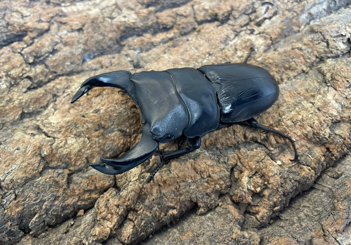 ホペイオオクワガタ