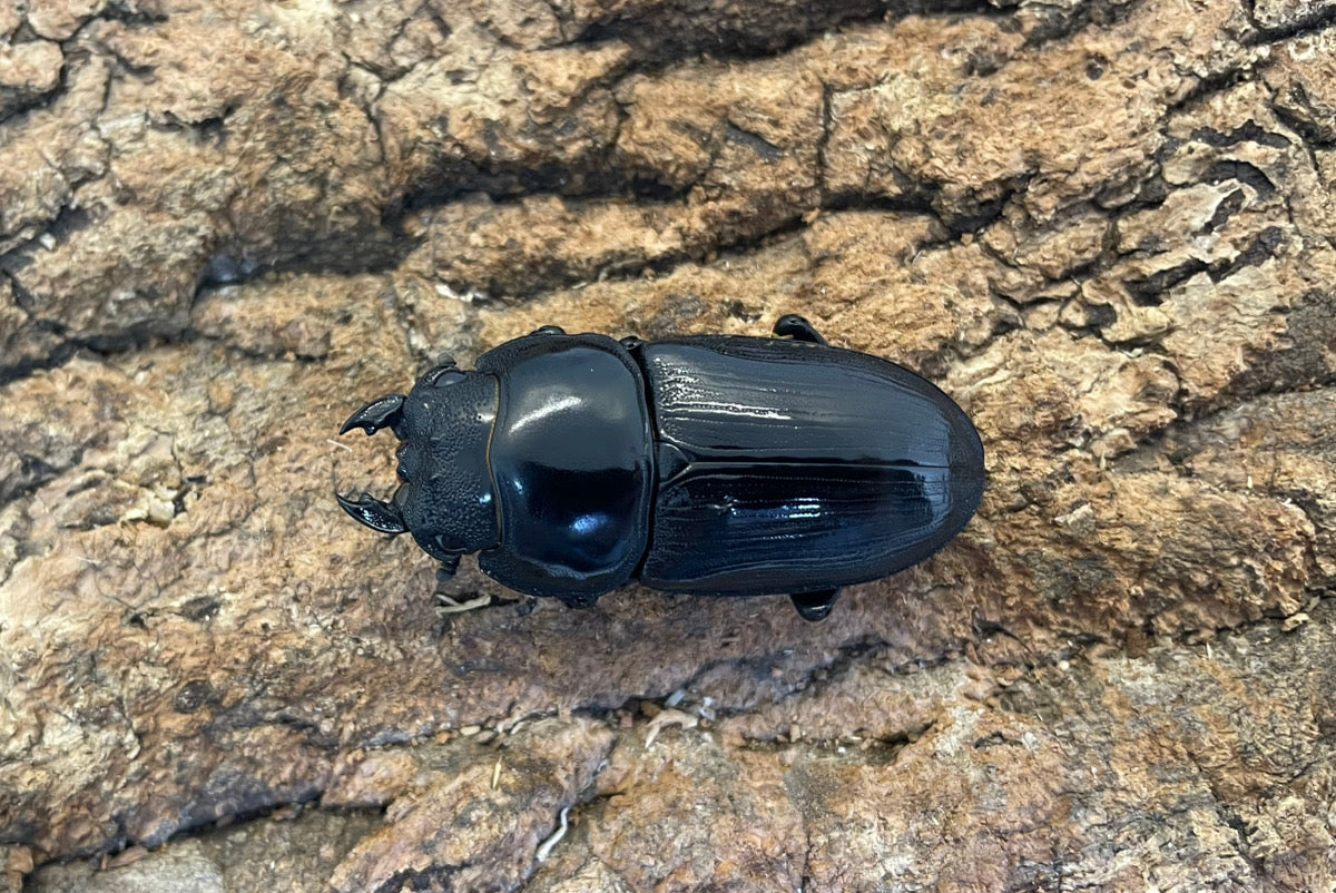 ホペイオオクワガタ