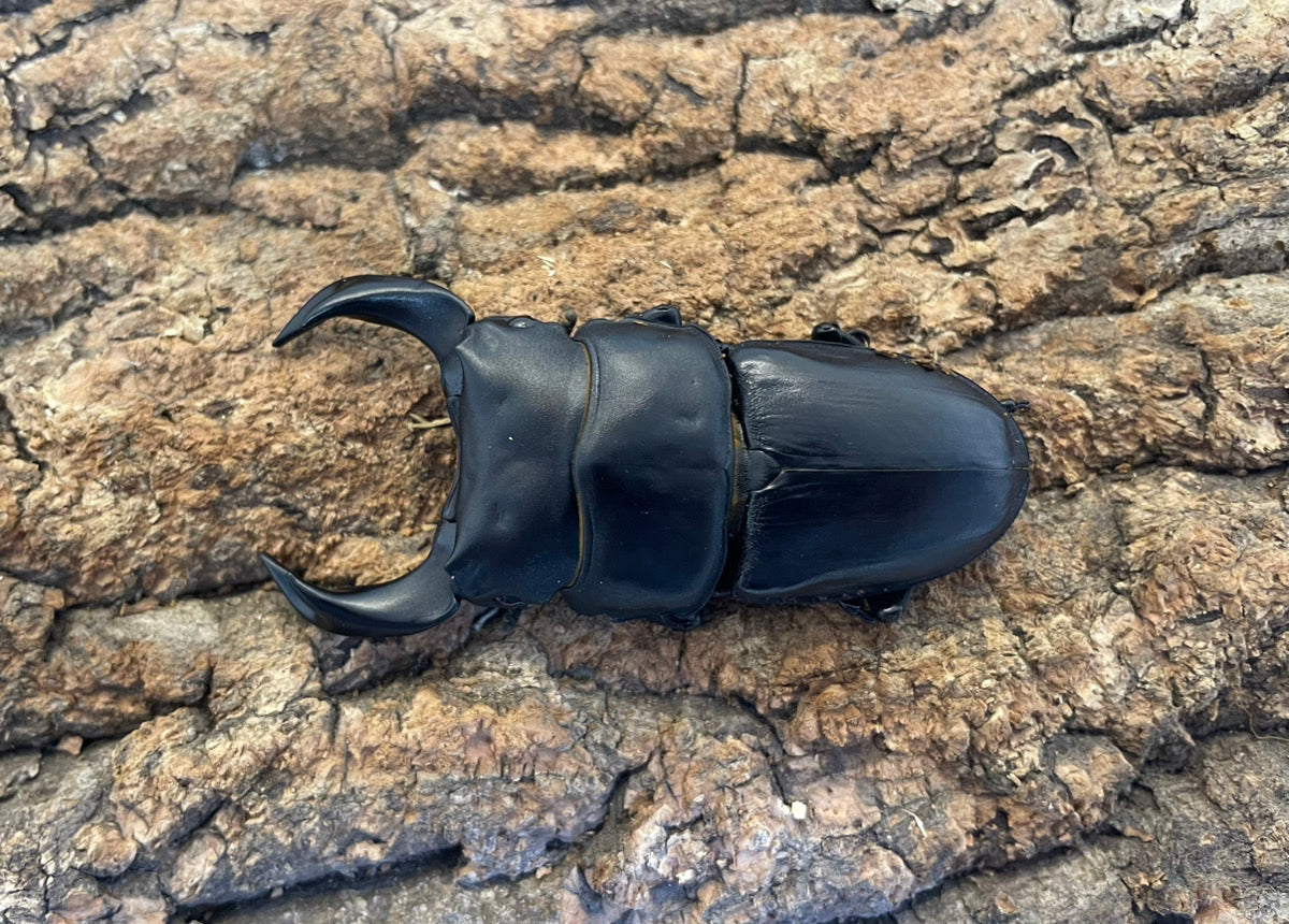 ホペイオオクワガタ