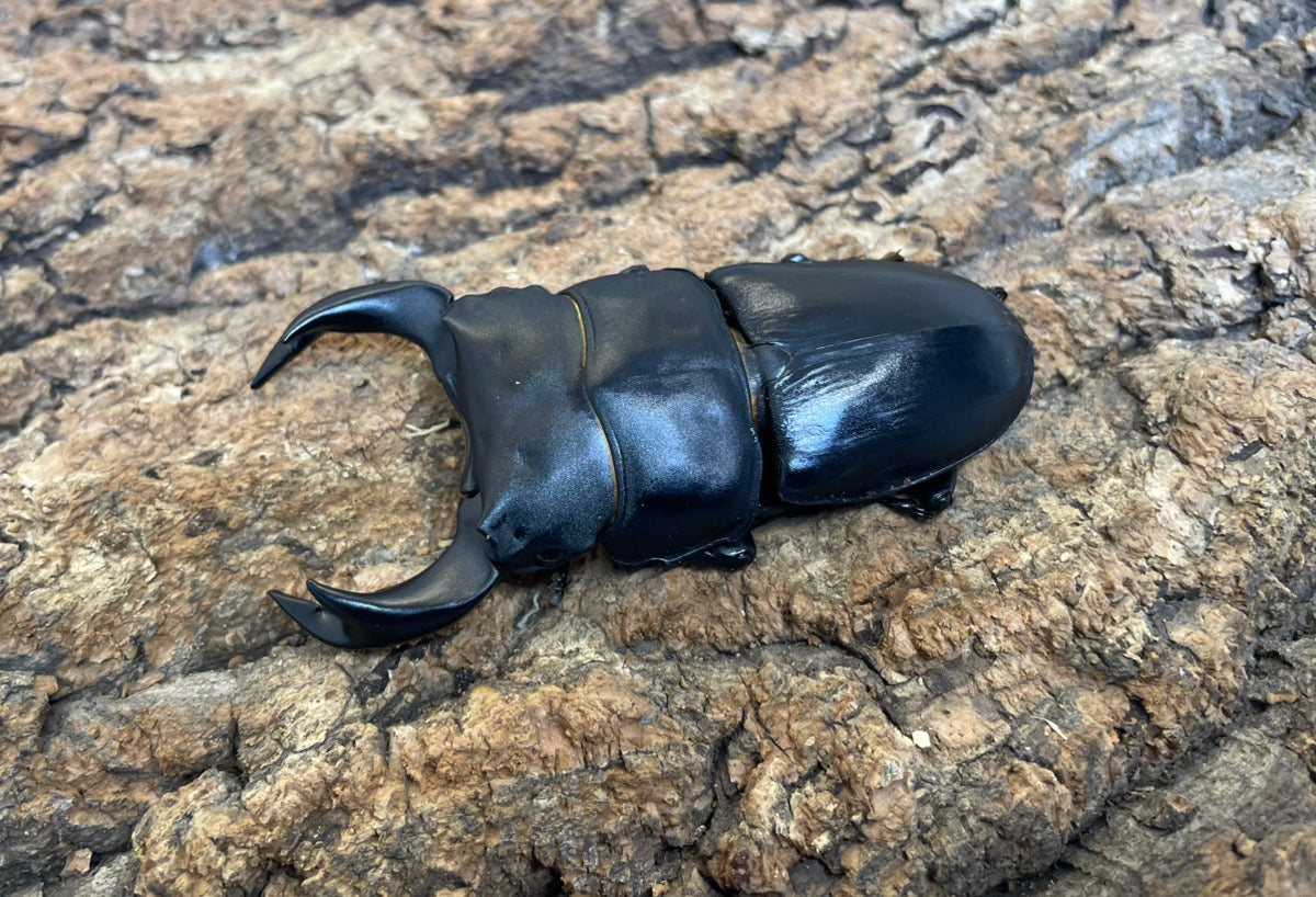 ホペイオオクワガタ