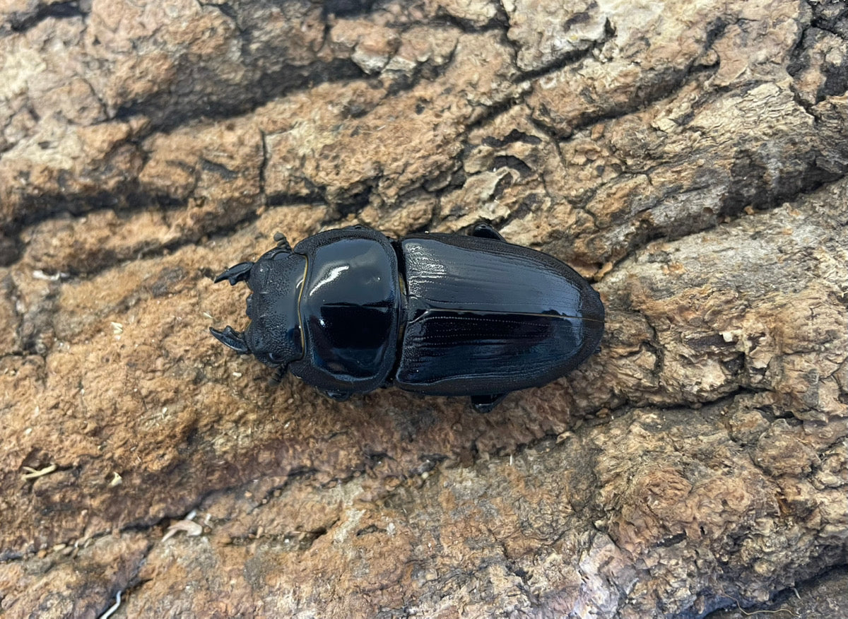 ホペイオオクワガタ