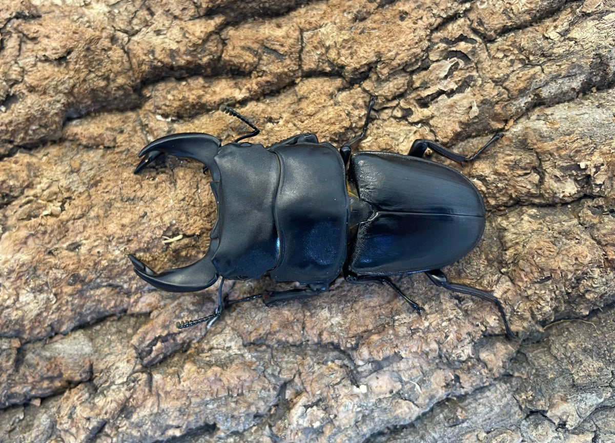 昆虫飼育、用品ならKMY｜カブトムシ、クワガタ買うならKMY」 – INSECT