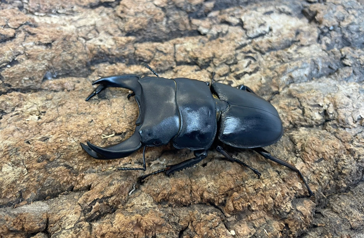 ホペイオオクワガタ