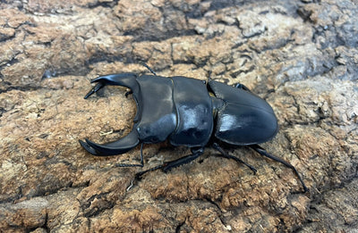 ホペイオオクワガタ