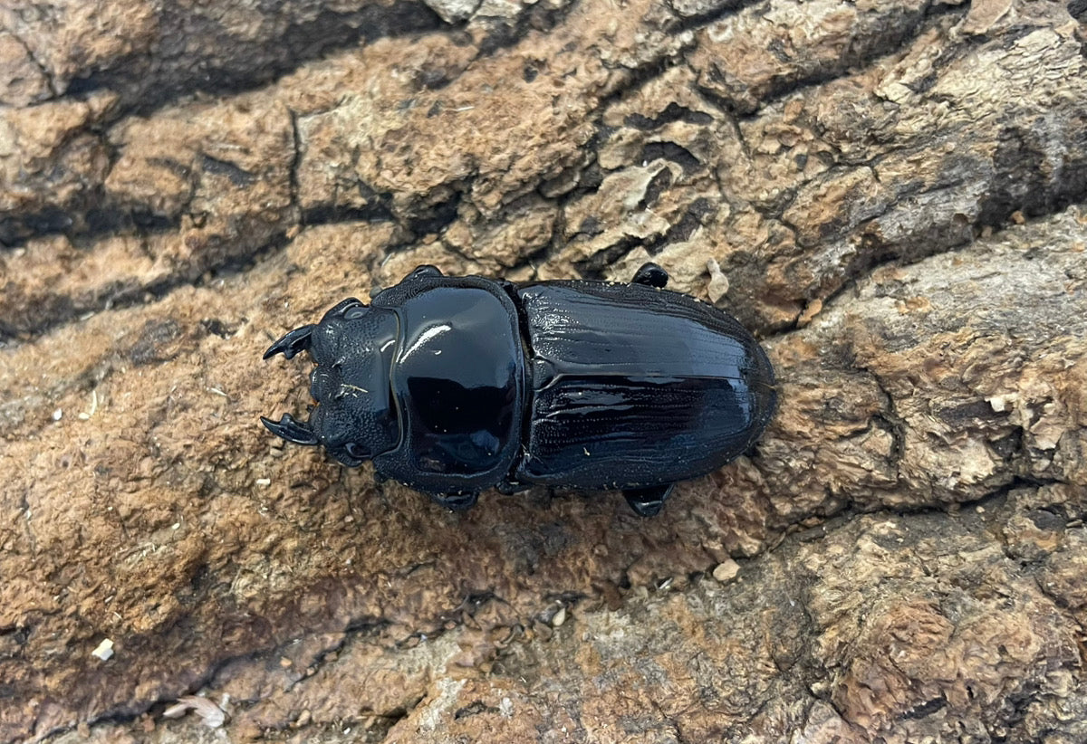 ホペイオオクワガタ