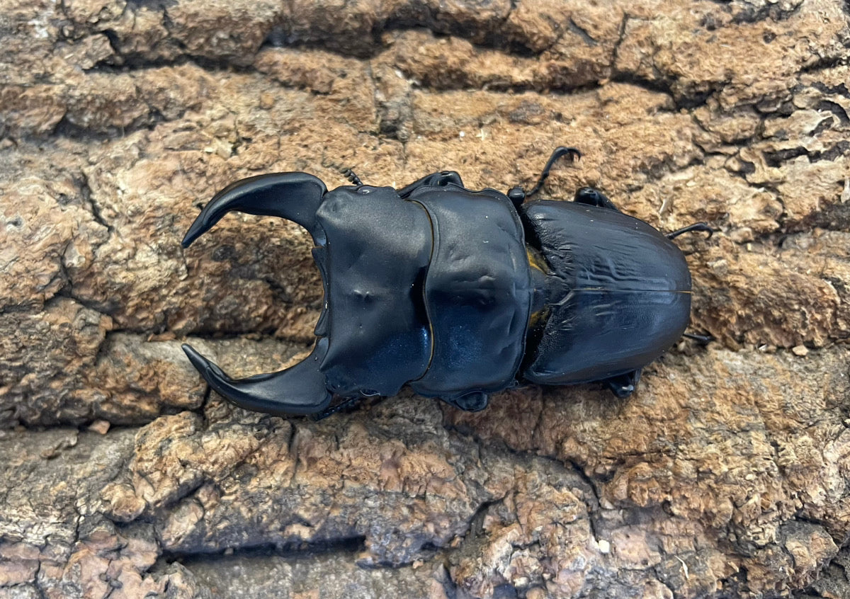 ホペイオオクワガタ