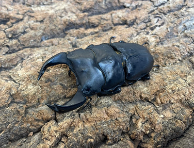 ホペイオオクワガタ