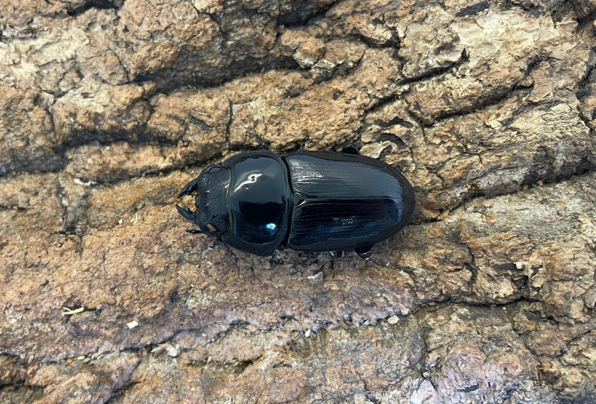 ホペイオオクワガタ