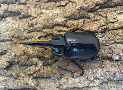 サタンオオカブト