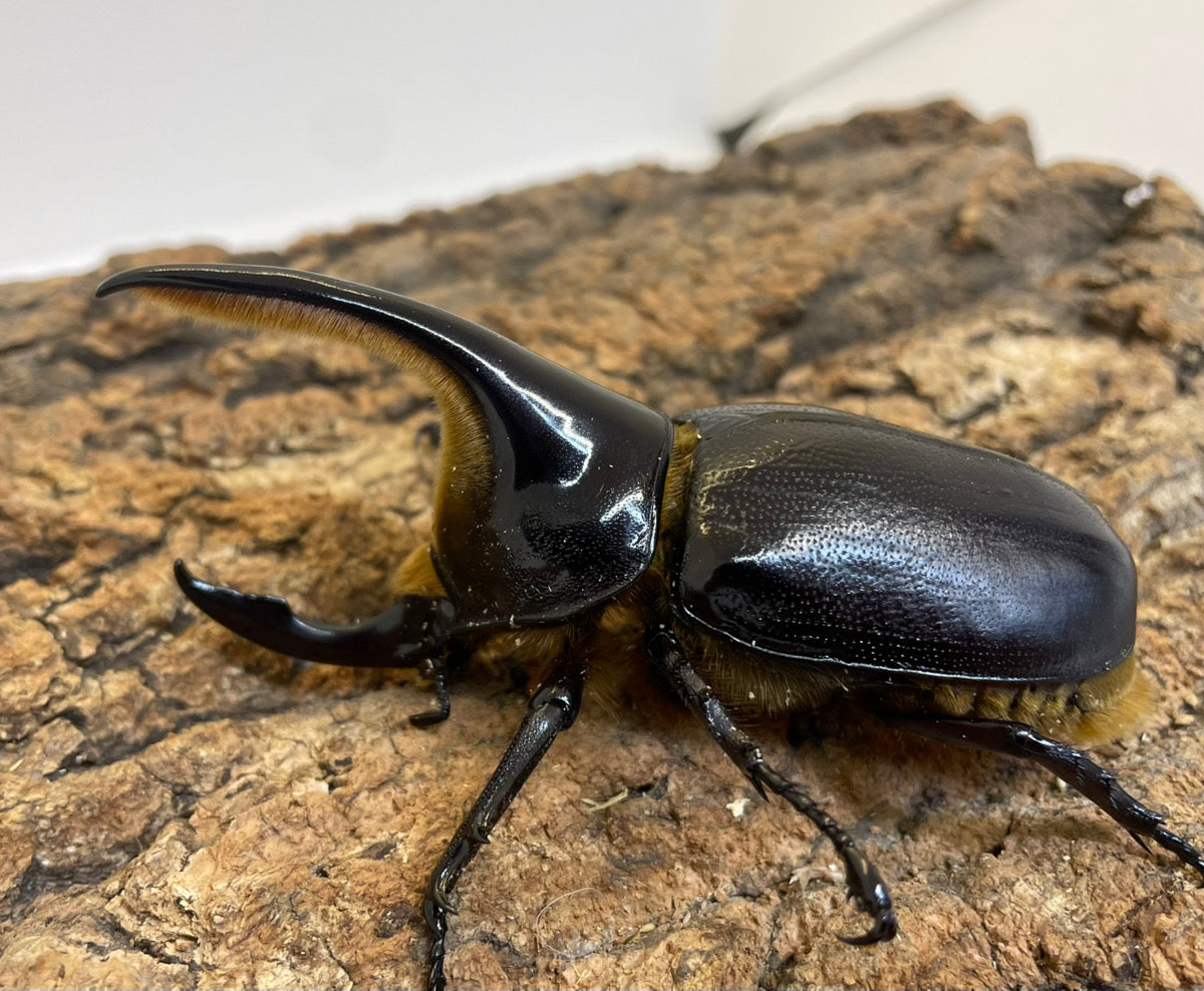 サタンオオカブト