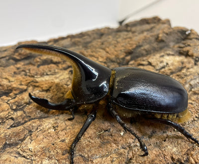 サタンオオカブト